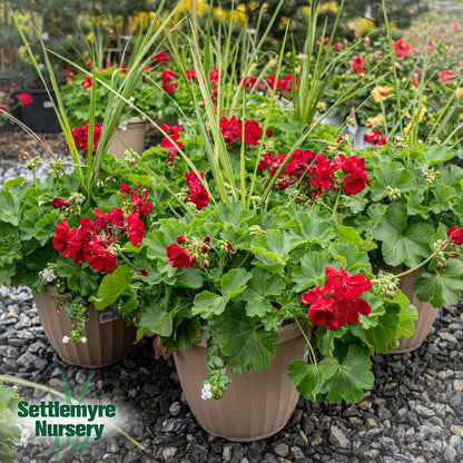 Annual Decorative Pots