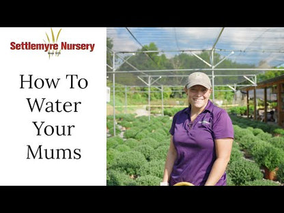 Mum Red 8