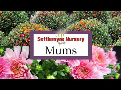 Mum Gigi Dark Pink 12"